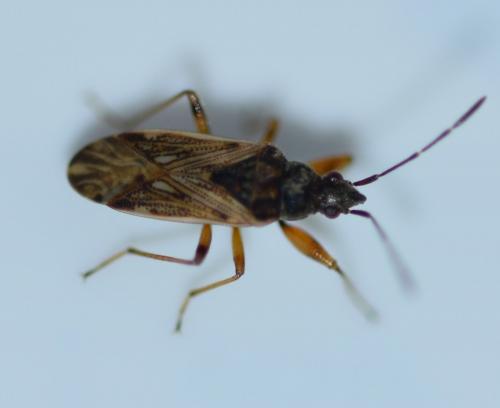 Pachybrachius fracticollis